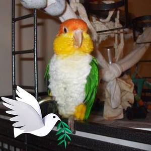 Meet your Posher, Ann